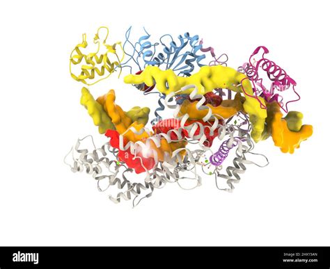 CRISPR Cas12a protein, molecular model Stock Photo - Alamy