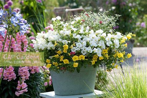 Calibrachoa Superbel... stock photo by Friedrich Strauss, Image: 1368333