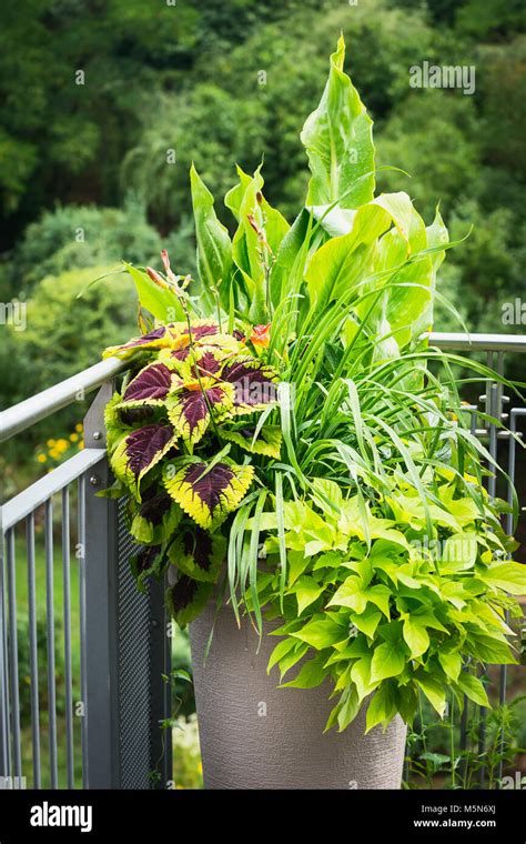 Diversas Plantas Ornamentales En Maceta Con Canna De Color Rojo