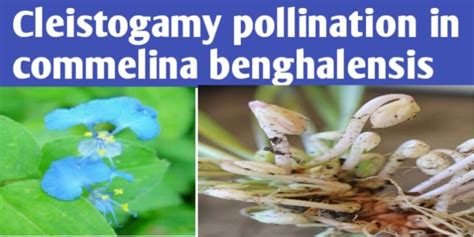 Cleistogamy pollination in Commelina benghalensis - Biologysir