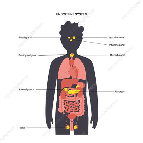 Human Endocrine System Illustration Stock Image F036 6383