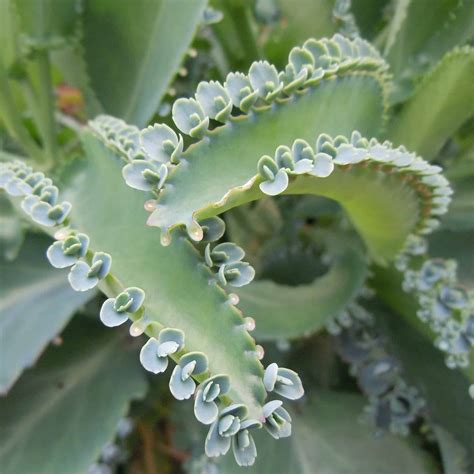 How To Grow And Care For Kalanchoe Plantly