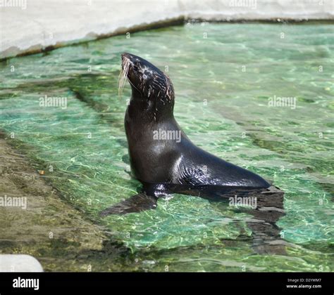 Northern Fur Seal Callorhinus Ursinus In The Water Stock Photo Alamy