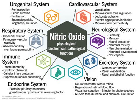 Improve Nitric Oxide Levels In Endothelial Vessels Neurons Brain