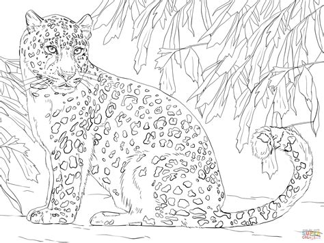 Dibujo De Leopardo Del Amur Para Colorear Dibujos Para Colorear The