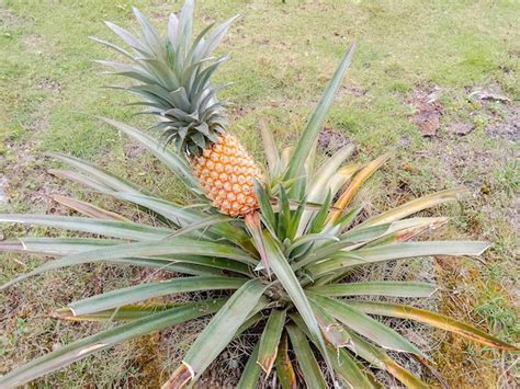 Una Planta De Pi A Con Una Pi A Grande Encima Fruta De Pi A En El