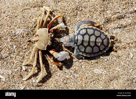 Crab Brachyura With Dead Sea Turtle Cheloniidae As Prey Cape York