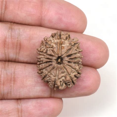 Mukhi Rudraksha Nepal Mm G Fourteen Face Bead