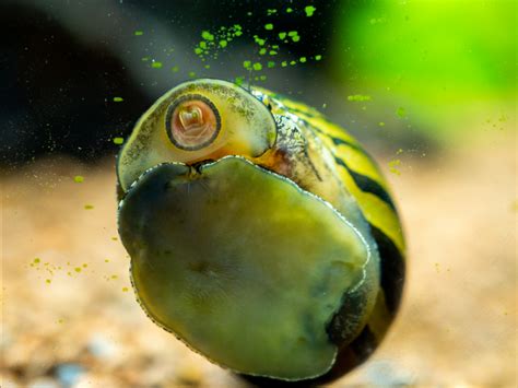 A Guide To Pond Snail Care, Size, Diet, And Pond Requirements | SnailPedia