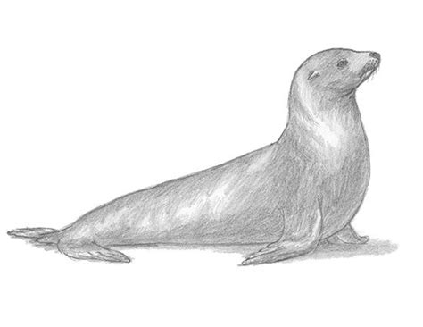 How To Draw A Seal Sea Lion Animal Drawings Easy Drawings