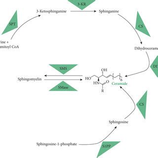 Schematic representation of the sphingomyelin signaling pathway. SPT ...