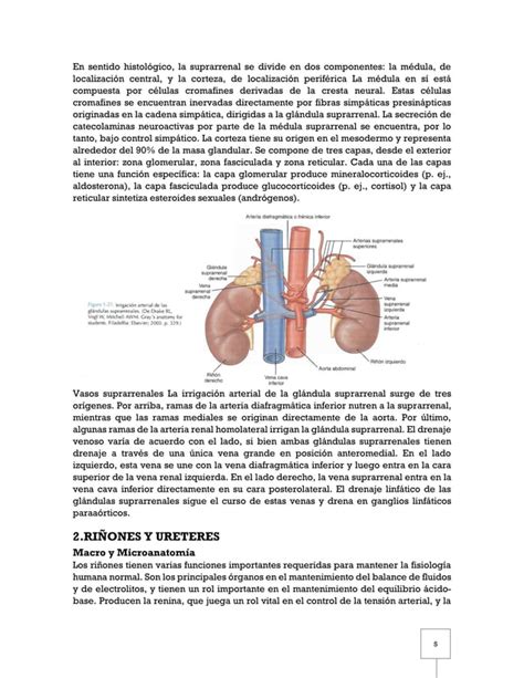 Anatomia Y Semiología Del Aparato Genitourinario