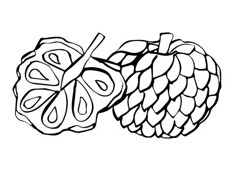 Custard Apple Coloring Pages Printable For Free Download