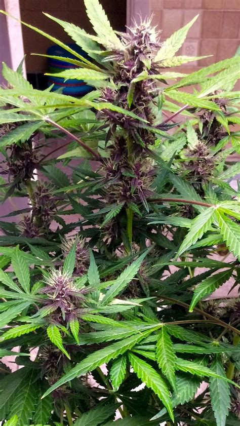 Buddha Seeds Buddha Purple Kush grow journal week9 by Reaper - GrowDiaries