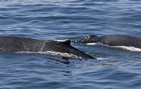 Richard Sobols Story Of A Humpback Whale Named Salt