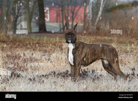 Boxer dog with cropped ears, portrait among frosty grass Stock Photo ...