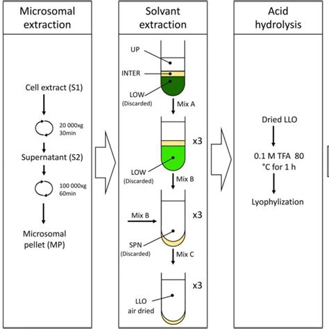 Scheme Summarizing The Main Steps Of The Lipid Linked Oligosaccharide Download Scientific