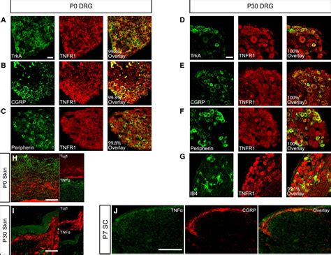 Tnf Tnfr Signaling Is Required For The Development And Function Of