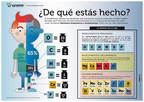 Elementos Qu Micos Presentes En El Cuerpo Humano El Rinc N De La Qu Mica