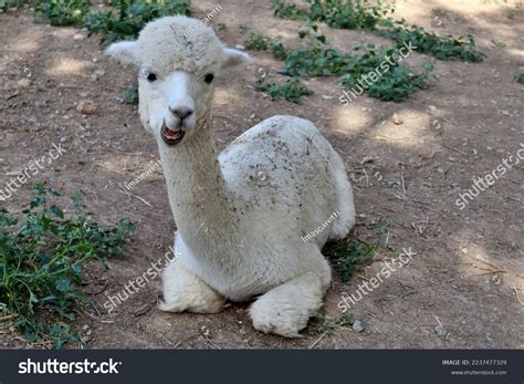 Funny White Alpaca Smile Lying On Stock Photo 2237477329 Shutterstock