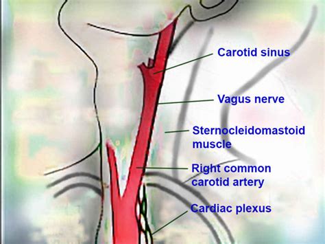 Figure Neck Anatomy Neck Anatomy Includes StatPearls NCBI