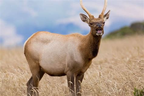 8 Different Types Of Elk Naturenibble