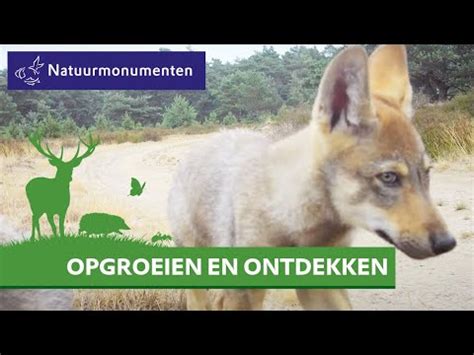 Nederland Telt Op Dit Moment Negen Wolvenroedels Nieuws FOK Nl