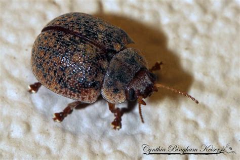 Australian Tortoise Beetle Project Noah