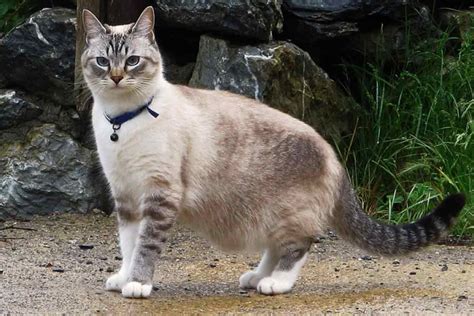 Ojos Azules Cat Breed Profile: Health, Traits, Groom, Care - CatBounty