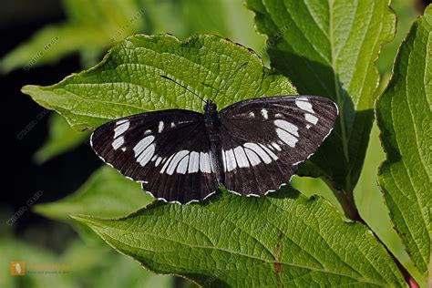 Schwarzer Trauerfalter Bild Bestellen Naturbilder Bei Wildlife Media