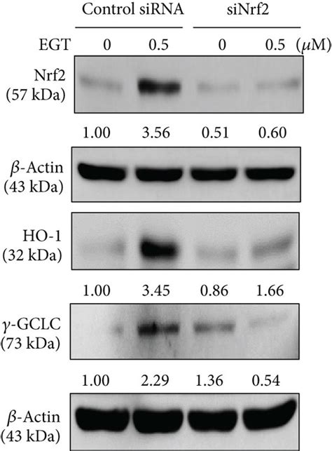 Nrf2 Knockdown Attenuated The Antioxidant Protein Expression Mediated