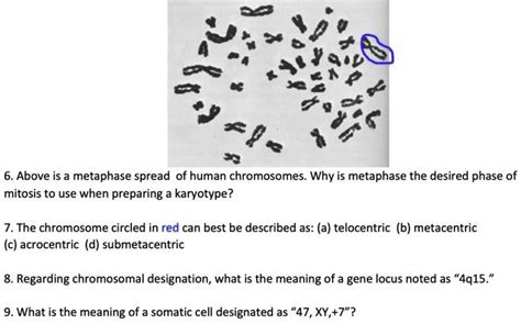 SOLVED Please Answer Questions 7 8 And 9 6 Above Is A Metaphase