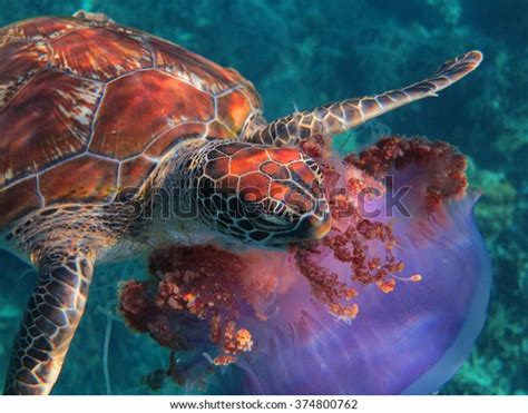 Turtle Eating Jellyfish Stock Photo Edit Now 374800762