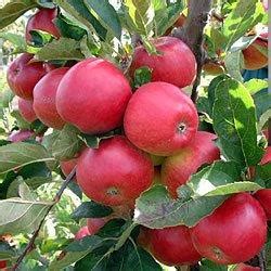 Buy Red Falstaff Apple Tree Online Crj Fruit Trees Nursery Uk