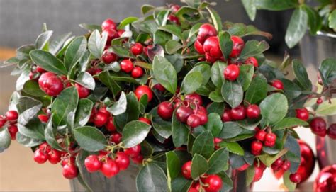 Gaultheria procumbens ‘Cherry Berries’ (Wintergreen) – One Earth Botanical