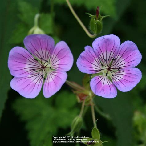 Geraniums Plant Care And Collection Of Varieties