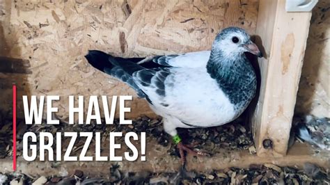 Racing Pigeons Loft Update YBs For Jerrys OLR Grit Mix And A Look At