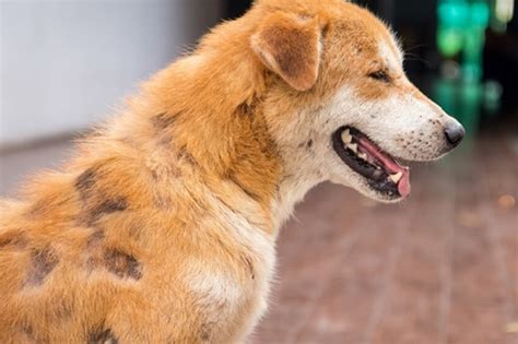 Sarna En Perros S Ntomas Tratamiento Y Contagio