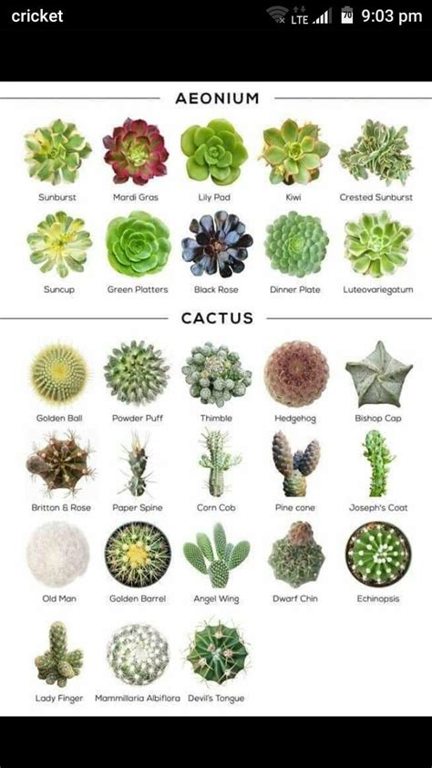 Succulent Identification Charts Artofit