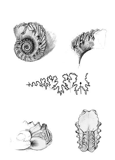 Fossil Drawing At Paintingvalley Explore Collection Of Fossil Drawing