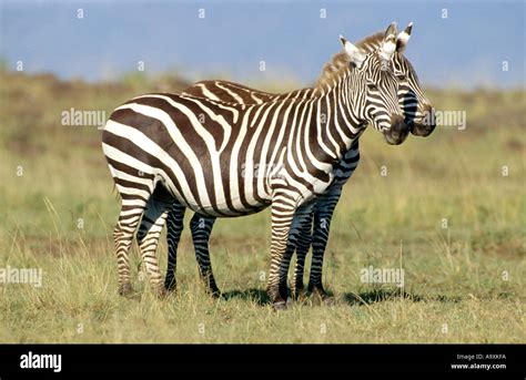 Boehm De Zebra Grants Zebra La Cebra Común Equus Quagga Boehmi Dos