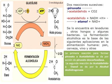 Diapositivas De Metabolismo De Carbohidratos P Gina Web De Bioscientia