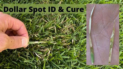 Dollar Spot Cure Dollar Spot Fungus In Zoysia Propiconazole Fungicide Youtube