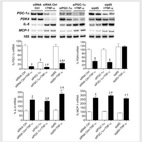 The Modulation Of PGC 1a And P65 Levels Has A Direct Effect On Glucose