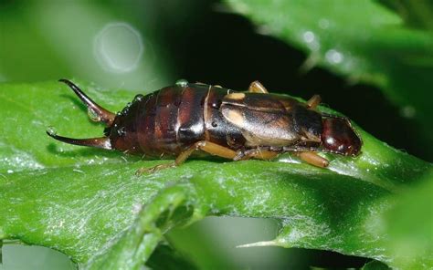 Top 10 Facts about Earwig - Diet, Lifespan, Habitat & More | Facts.net