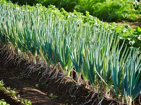 Plantes D Oignons Verts Comment Faire Pousser Des Oignons Verts