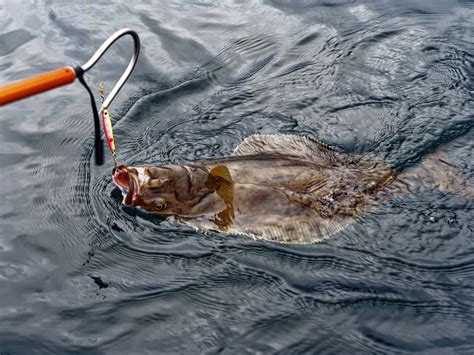 7 Ways To Tell The Difference Between Halibut And Flounder