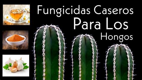 5 Fungicidas Caseros Para Eliminar Los Hongos De Los Cactus Youtube