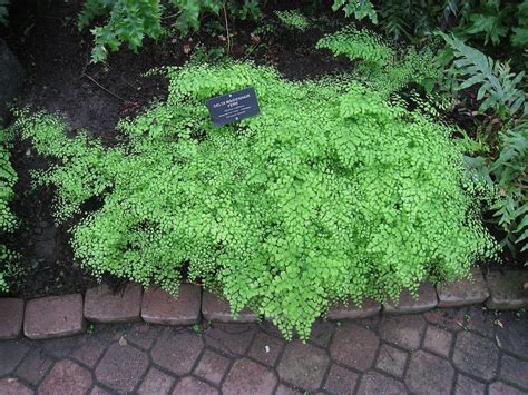 Adiantum Raddianum Delta Maidenhair Maidenhair Fern Pacific