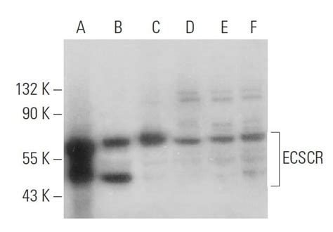 Scbt Santa Cruz Biotechnology